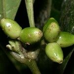 Ronabea latifolia Fruit