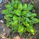 Pulmonaria officinalisLeaf