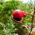 Paullinia elegans Fruit