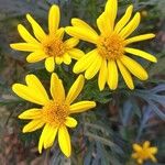 Euryops pectinatus Floro