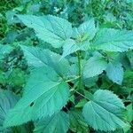 Ageratina altissima Folha