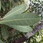 Semecarpus poyaensis Blad