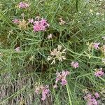 Valeriana angustifoliaFlower