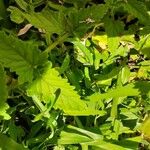 Glandularia peruviana 葉