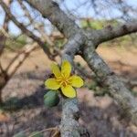 Dillenia pentagyna Flower