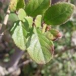 Azara dentata Lapas