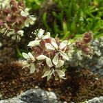 Saponaria lutea Hábito