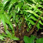 Dryopteris filix-mas Buveinė