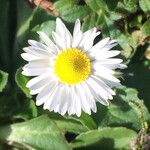 Bellis perennisFlower