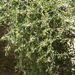 Ziziphus spina-christi 葉