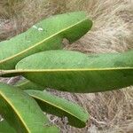 Arytera collina Leaf