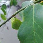 Dalbergia ecastaphyllum Fruit