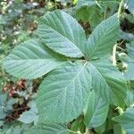 Rubus hypomalacus Liść