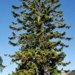 Araucaria araucanaYaprak