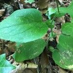 Doronicum austriacum Lapas