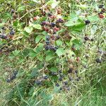 Rubus senticosus Mosusu