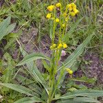 Senecio bigelovii Flor