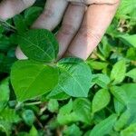 Vigna hosei Leaf