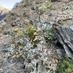 Artemisia genipi Habit