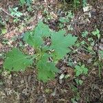 Smallanthus uvedalia Leaf