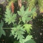 Cnidoscolus angustidens Hoja