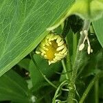 Anthemis cotula Flower