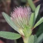Trifolium arvense Кветка