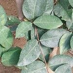 Loeseneriella africana Leaf