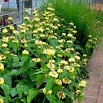 Phlomis russeliana Хабит