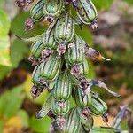 Epipactis helleborine Hedelmä