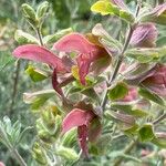 Salvia spathacea Flower