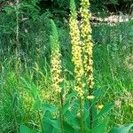 Verbascum nigrum Hábitos