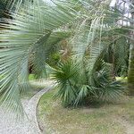 Butia capitata Leaf