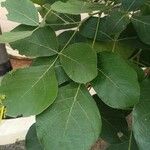 Butea monosperma Leaf