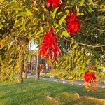 Erythrina fusca Yaprak