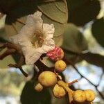 Piliostigma thonningii Fruit