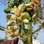 Ceiba pentandraÕis