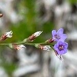 Limonium carolinianum 花