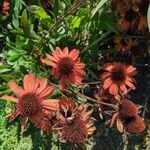 Echinacea purpurea Flower