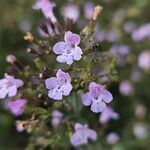 Clinopodium nepeta Květ