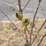 Exochorda racemosa Květ