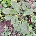 Helleborus niger Leaf