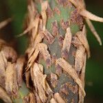 Lomariopsis hederacea その他の提案