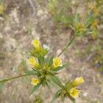 Linum trigynum Fiore