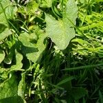 Chenopodium bonus-henricus Leaf