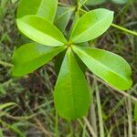 Alstonia congensisFoglia