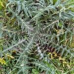 Cirsium feroxFulla