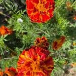 Tagetes patulaBlüte