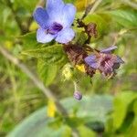 Eranthemum pulchellum Лист