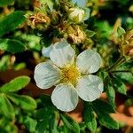 Dasiphora fruticosa Flower